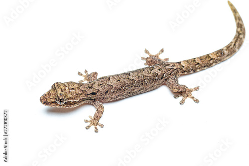 Lepidodactylus lugubris, the mourning gecko, showing scales and camouflaged pattern photo