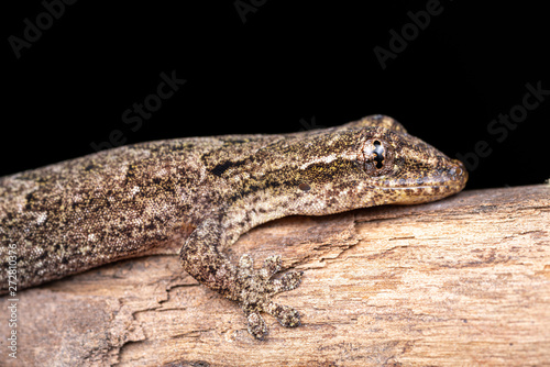 Lepidodactylus lugubris, the mourning gecko, showing scales and camouflaged pattern