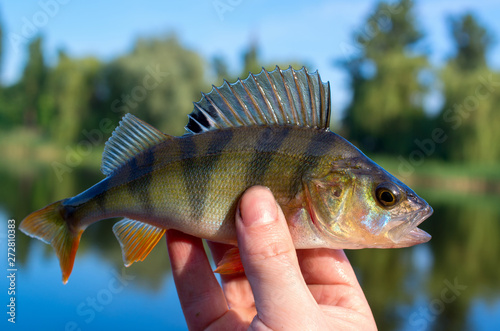 perch caught in a river in summer, closeup in the hand of a fisherman