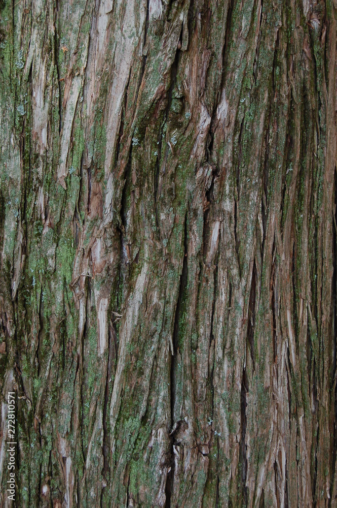 texture of the tree bark with light green lichen texture of the tree bark with light green lichen