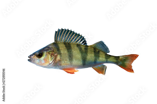 perch fish isolated on white background