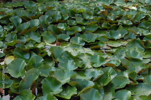 green background with water lilies with large leaves in the pond