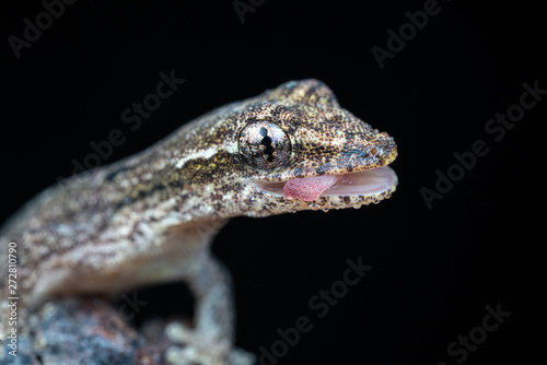 Lepidodactylus lugubris, the mourning gecko, with mouth open showing tongue,  scales and camouflaged pattern