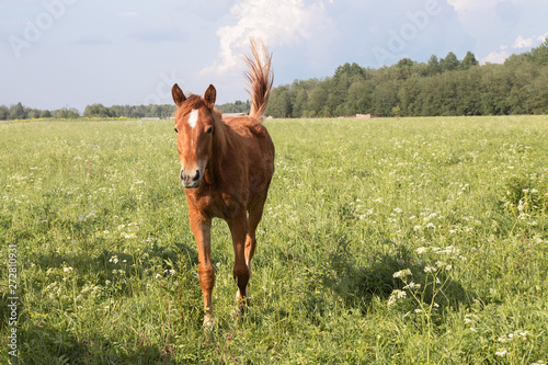 herd of horses chestnut horse grazing in a summer field against the sky