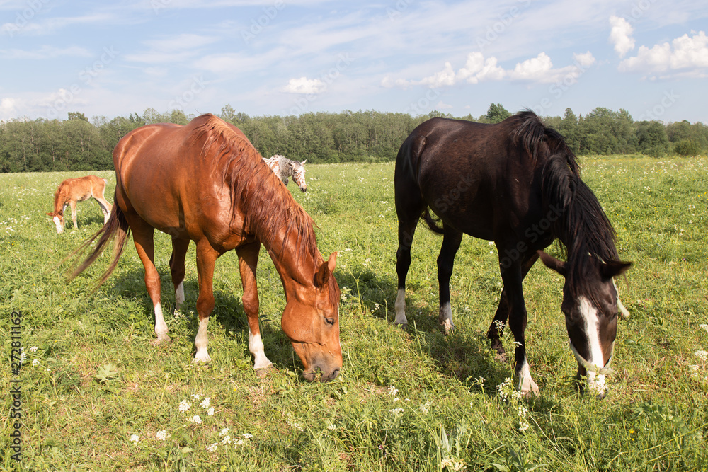 herd of horses chestnut horse grazing in a summer field against the sky herd of horses chestnut horse grazing in a summer field against the sky