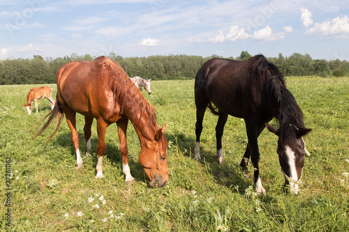 herd of horses chestnut horse grazing in a summer field against the sky © yana136