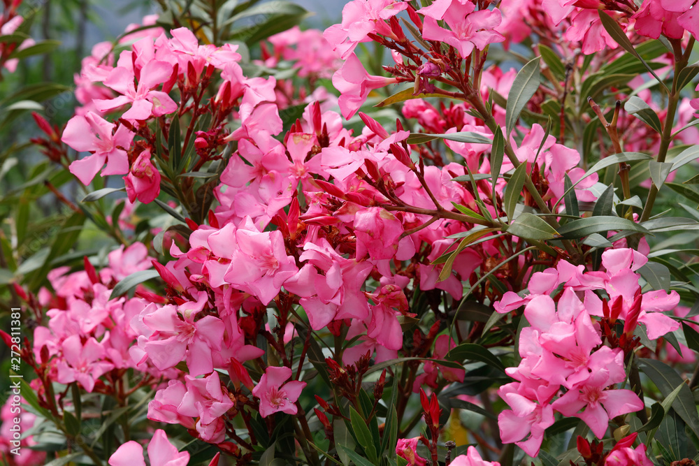 Oleander (Nerium oleander) Pflanze mit Blüten Oleander (Nerium oleander) Pflanze mit Blüten