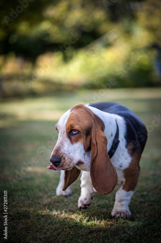 Beagle dans un jardin
