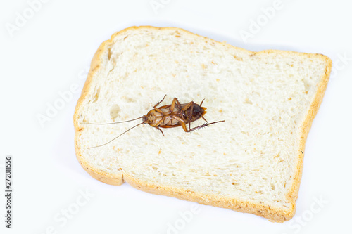 Cockroach on bread on isolated white background