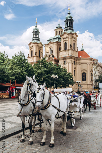 Two horses - white and black on the Old Town Square of Prague. View of the postcard Prague. View of Tyn church in sunny weather with blue sky.