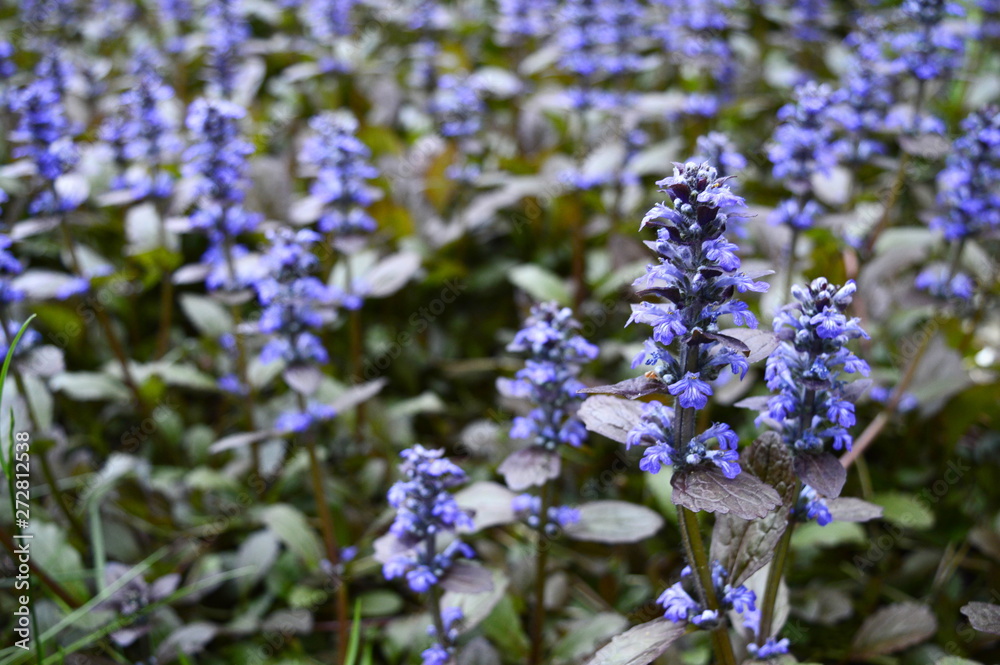 Obraz premium Closeup ajuga reptans - purple blue flower with blurred background in garden