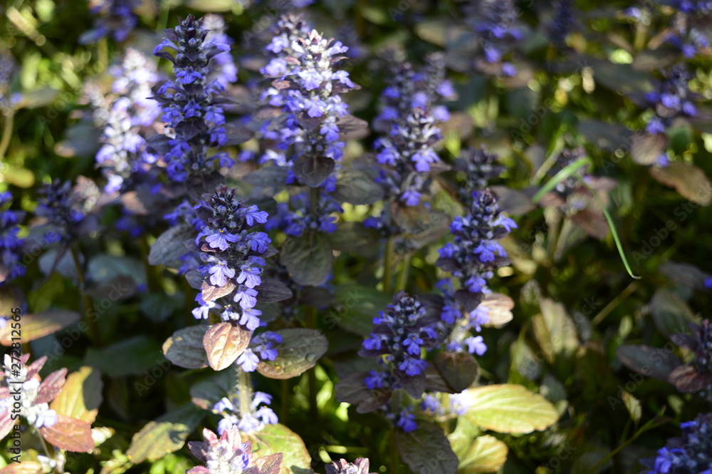 Closeup ajuga reptans - purple blue flower with blurred background in garden Closeup ajuga reptans - purple blue flower with blurred background in garden