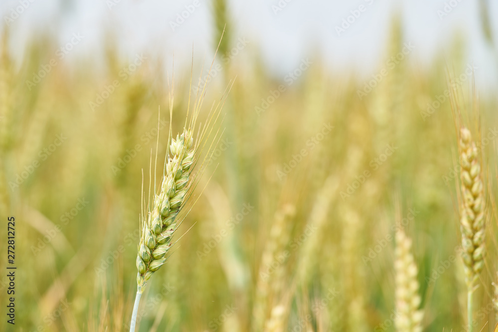 field of wheat field of wheat