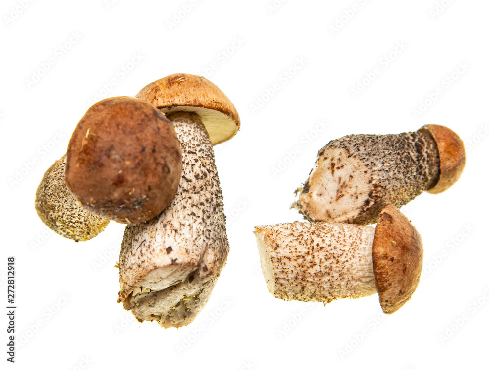 mushrooms boletus on white background mushrooms boletus on white background