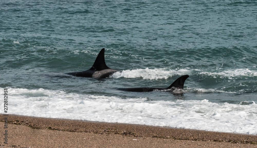 Fototapeta premium Orca ,Peninsula Valdes, Patagonia Argentina