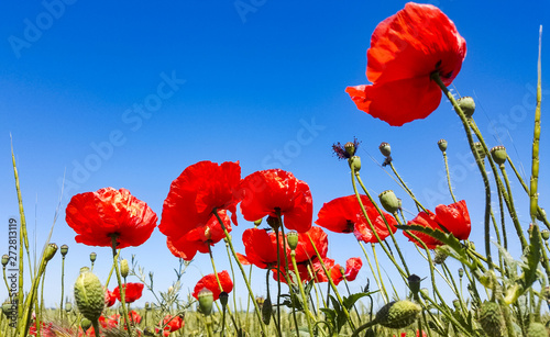 Beautiful flowers of red poppies on a background of blue sky.