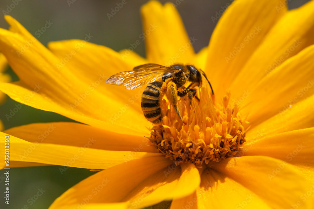 A bee on a blossom of coneflowers (rudbeckia) A bee on a blossom of coneflowers (rudbeckia)