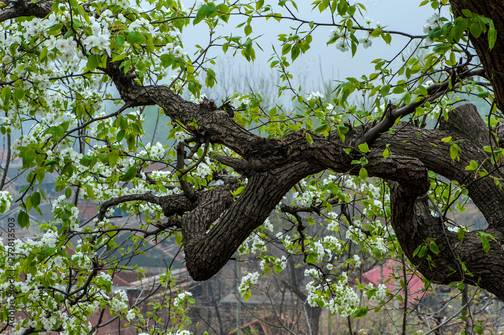 Fototapeta premium Spring flowering landscape of pear trees in Qianxi, Hebei, China