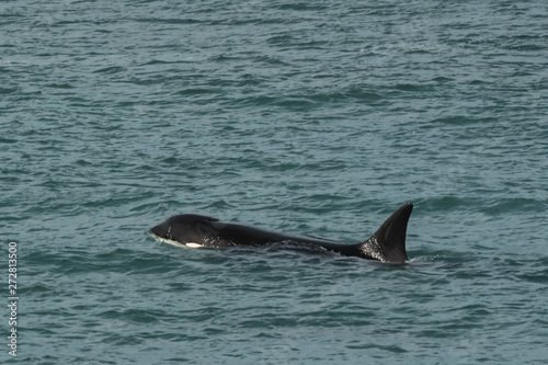 Orca ,Peninsula Valdes, Patagonia Argentina
