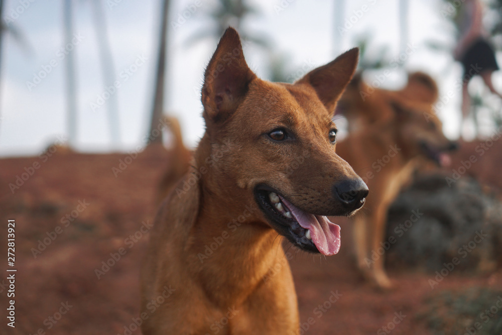 Beautiful dogs on a beautiful lawn play. Puppy runs with his mother outdoors. Pets are walking free. Beautiful dogs on a beautiful lawn play. Puppy runs with his mother outdoors. Pets are walking free.