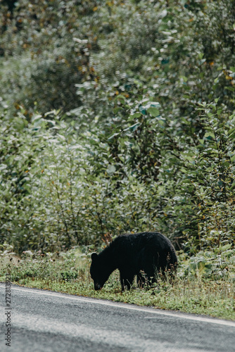 Black bear eating gras along the Cassiar Highway in Canada photo
