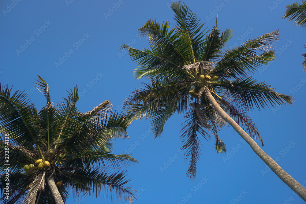 Beautiful exotic tropical palm trees against the sky in the rays of the sun. The theme of travel and holidays in Asia. Stock background