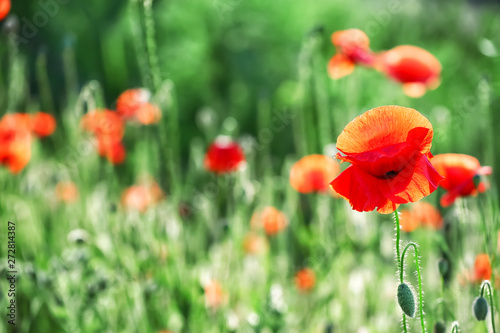 Beautiful red poppy flowers in green field