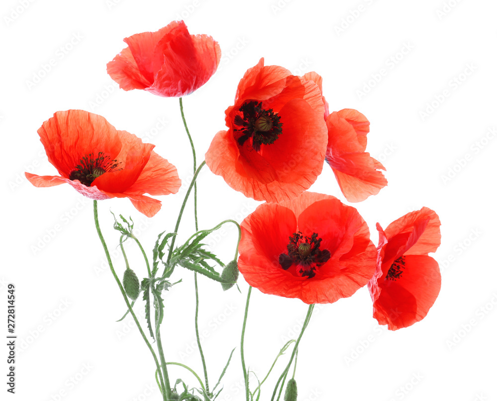 Obraz premium Piękne czerwone kwiaty maku na białym tle