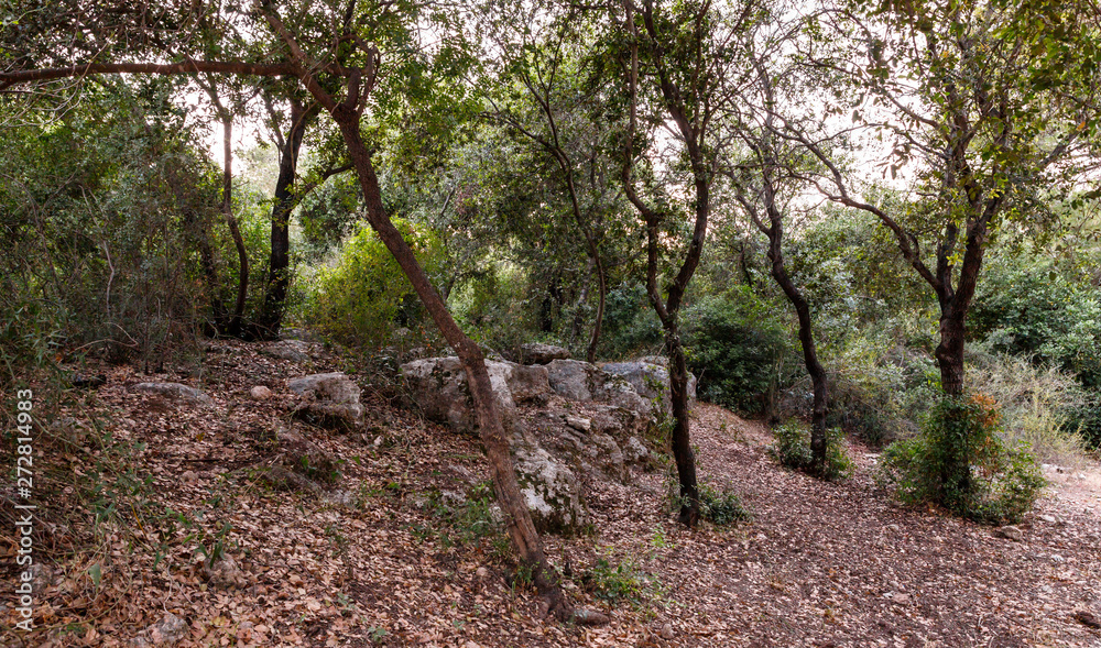 Impassable thickets in the Hanita forest in northern Israel, in the rays of the setting sun Impassable thickets in the Hanita forest in northern Israel, in the rays of the setting sun