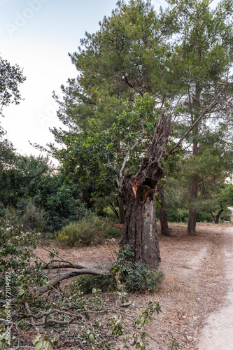 A tree  broken by lightning in the Hanita forest in northern Israel, in the rays of the setting sun photo