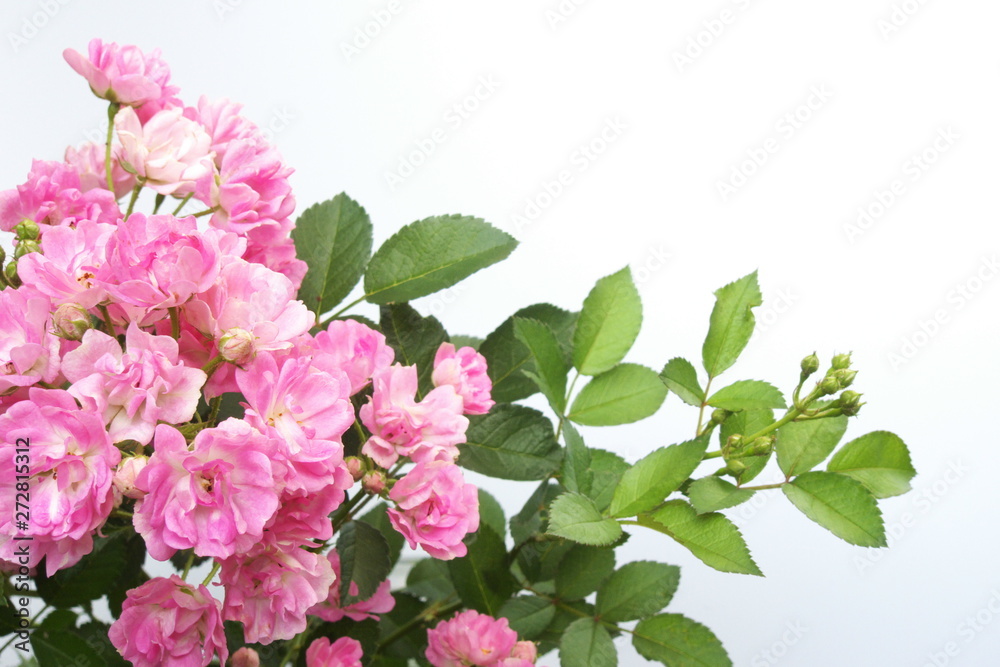 ピンクのミニバラ Pink Rose Flowers Stock 写真 Adobe Stock