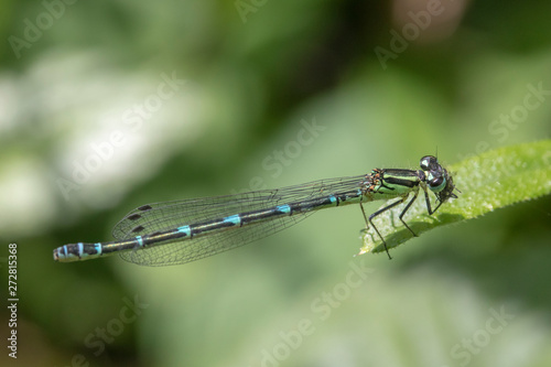 Azure Damselfly (Coenagrion puella)