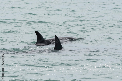Orcas patrolling the coast, hunting sea lion pups,Peninsula Valdes, Patagonia Argentina