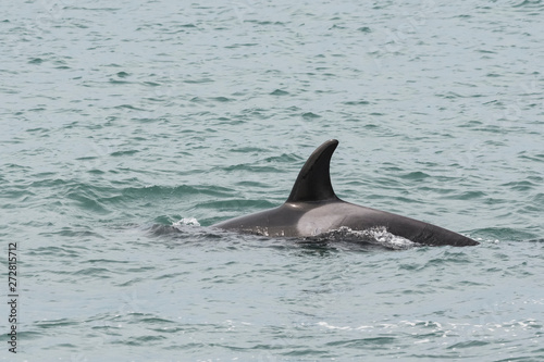 Orcas patrolling the coast  hunting sea lion pups Peninsula Valdes  Patagonia Argentina