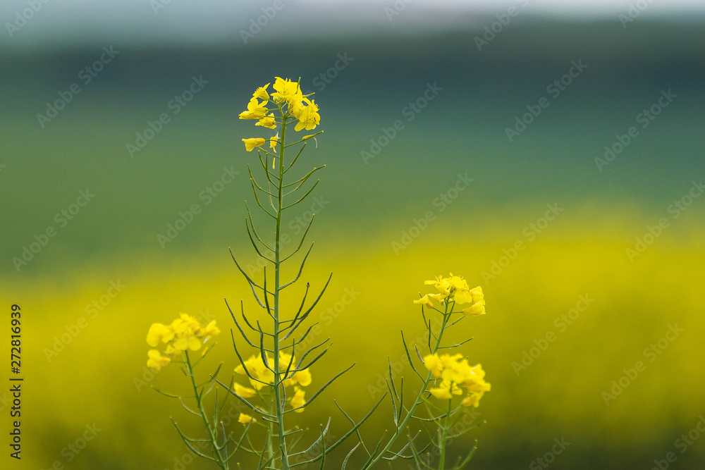Obraz premium Yellow rapeseed flower close up