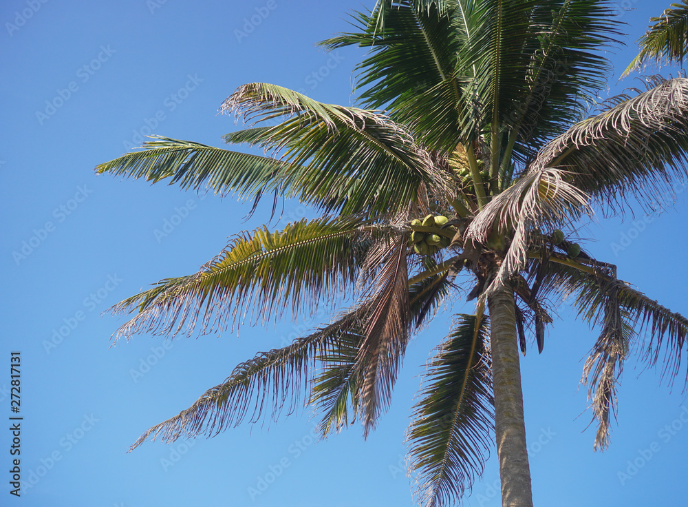Beautiful exotic tropical palm trees against the sky in the rays of the sun. The theme of travel and holidays in Asia. Stock background Beautiful exotic tropical palm trees against the sky in the rays of the sun. The theme of travel and holidays in Asia. Stock background