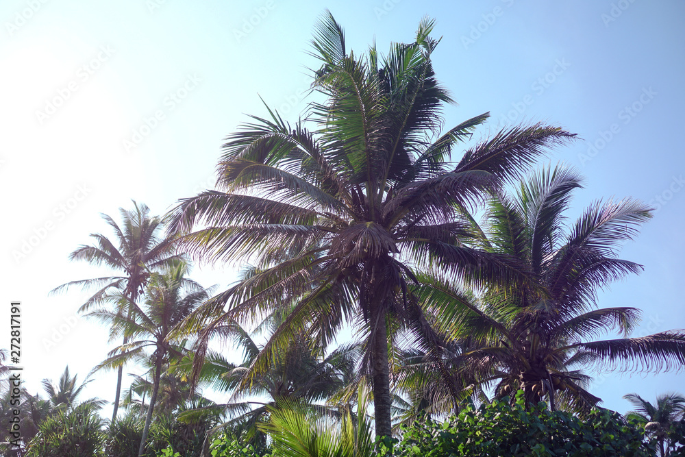 Beautiful exotic tropical palm trees against the sky in the rays of the sun. The theme of travel and holidays in Asia. Stock background