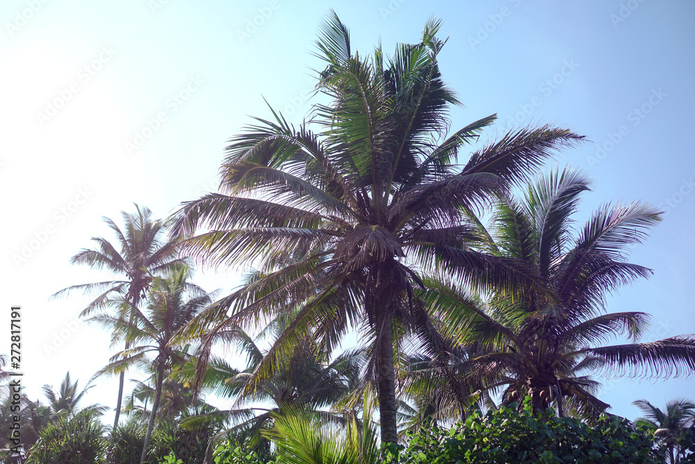 Fototapeta premium Beautiful exotic tropical palm trees against the sky in the rays of the sun. The theme of travel and holidays in Asia. Stock background