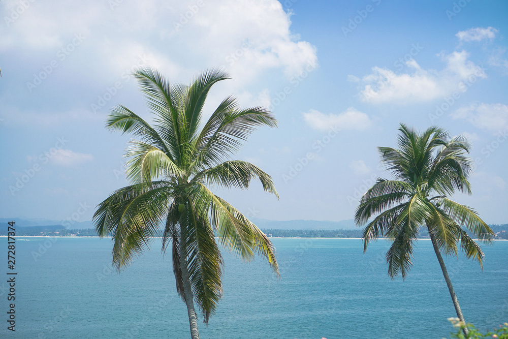 Beautiful exotic tropical palm trees against the sky in the rays of the sun. The theme of travel and holidays in Asia. Stock background