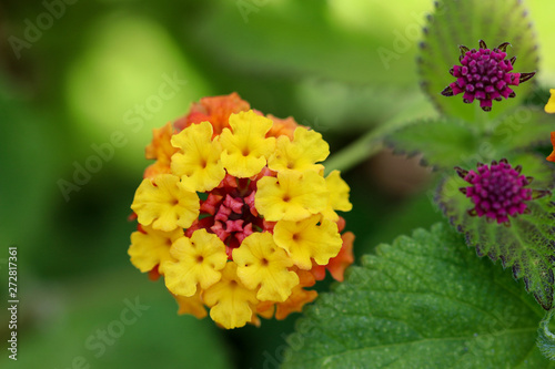 Close up of Lantana flower heads on green background