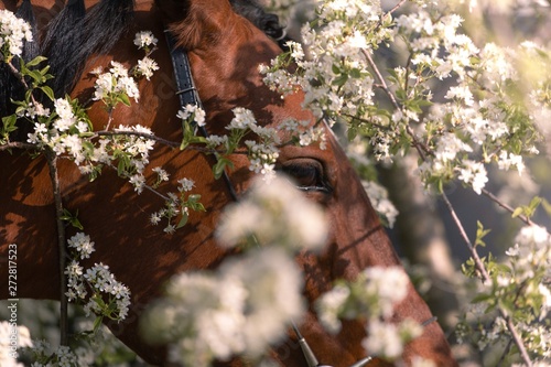 portrait of a horse among the blossom trees photo