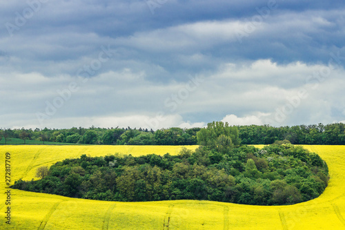 Landscape with fields of yellow canola flowers and green grain cultivation under the blue sky