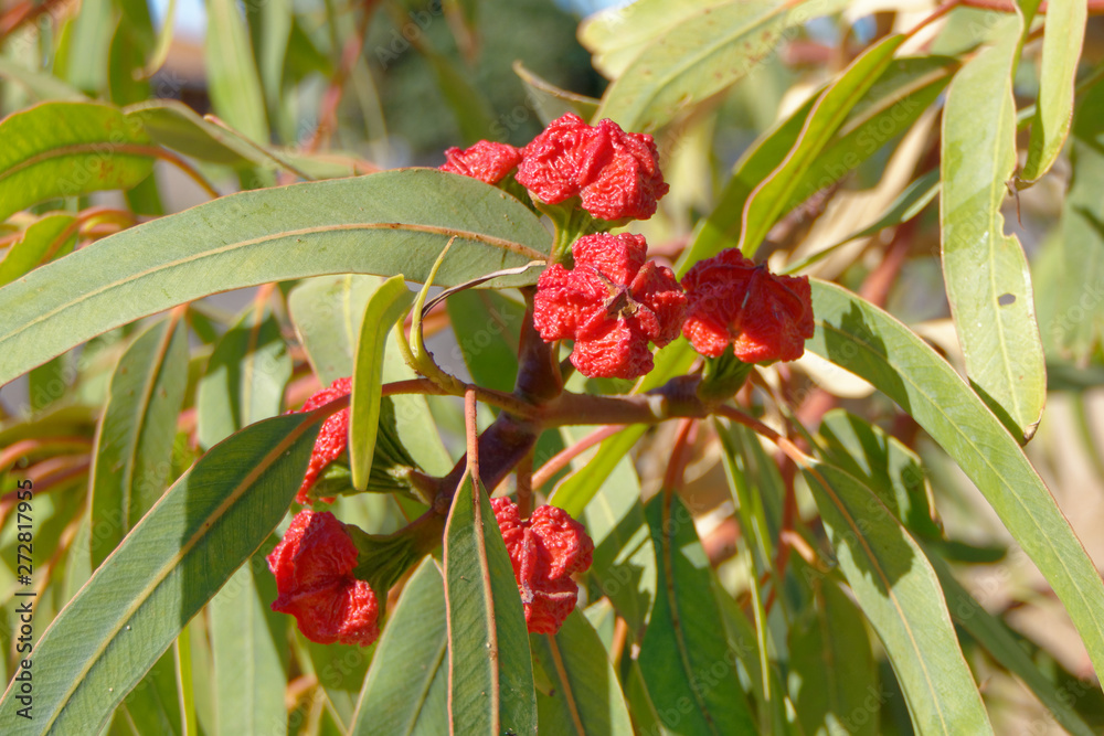 Obraz premium Illyarrie