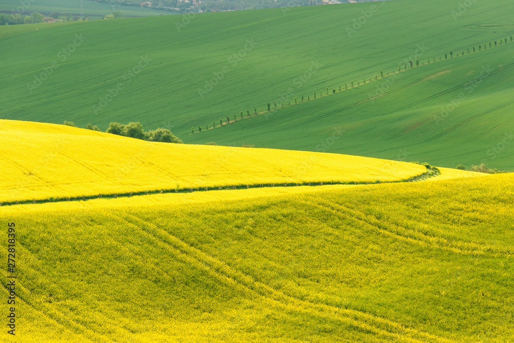 Fototapeta premium Landscape with fields of yellow rapesees flowers and green wheat.