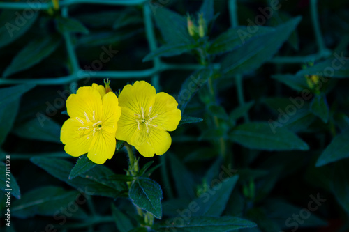 yellow spring flowers