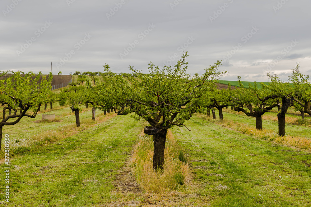 Row of apricot trees in the orchard under rhe cloudy sky.