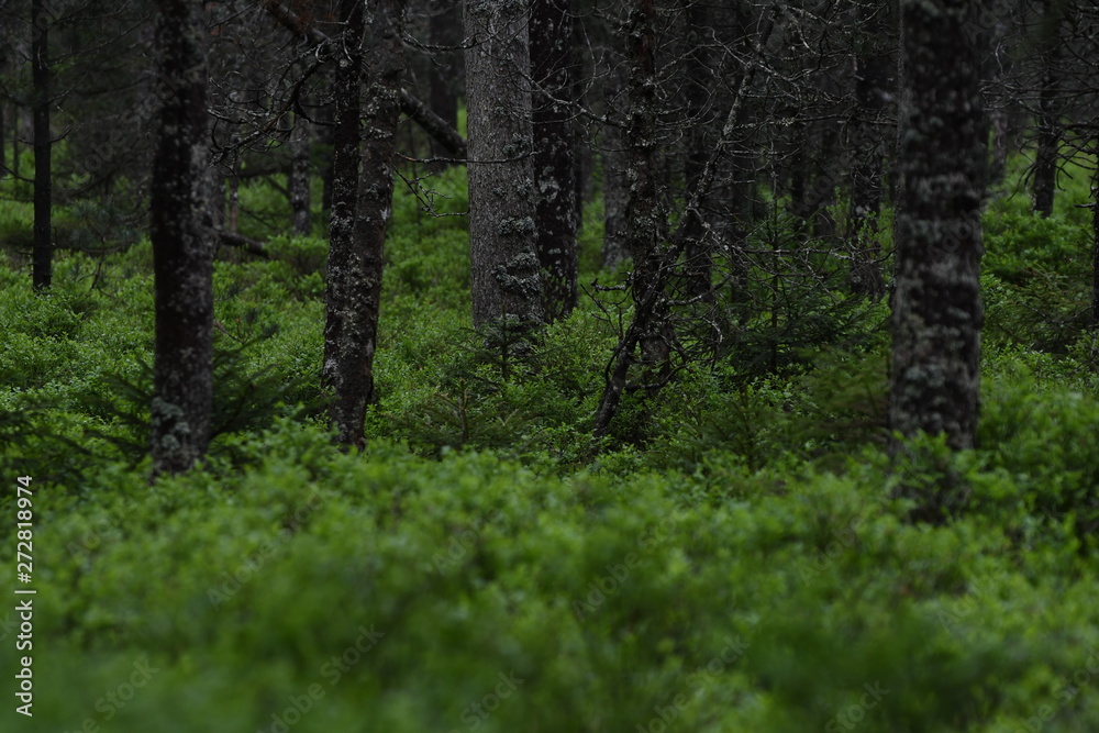 Obraz premium Bois d'étang 01