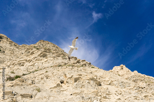 Seagull, mountain and sky