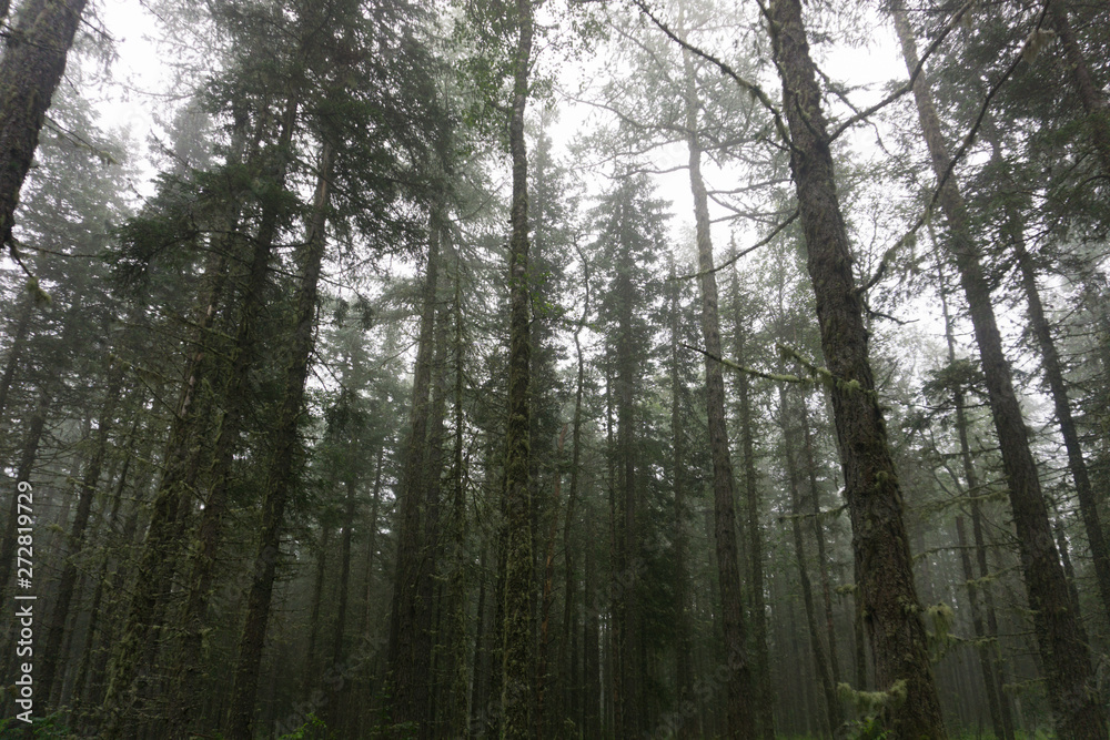 thick forest thick forest