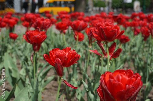 field of red tulips